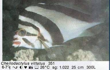 Cheilodactylus vittatus